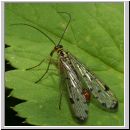 Panorpa cf hybrida - Skorpionsfliege m03.jpg